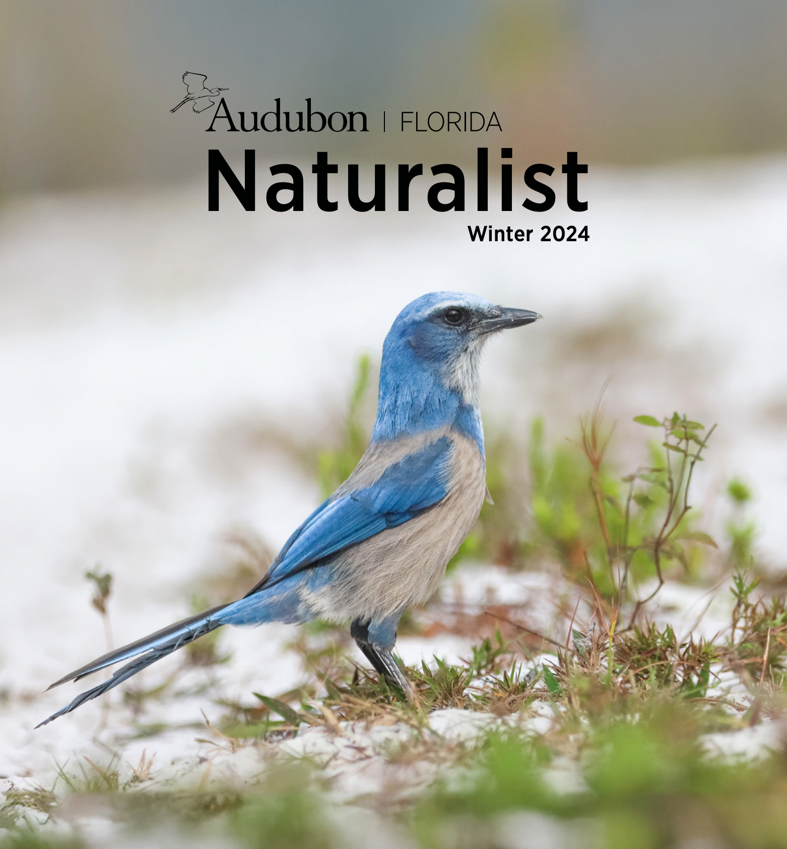 Florida Scrub-Jay standing on the sand